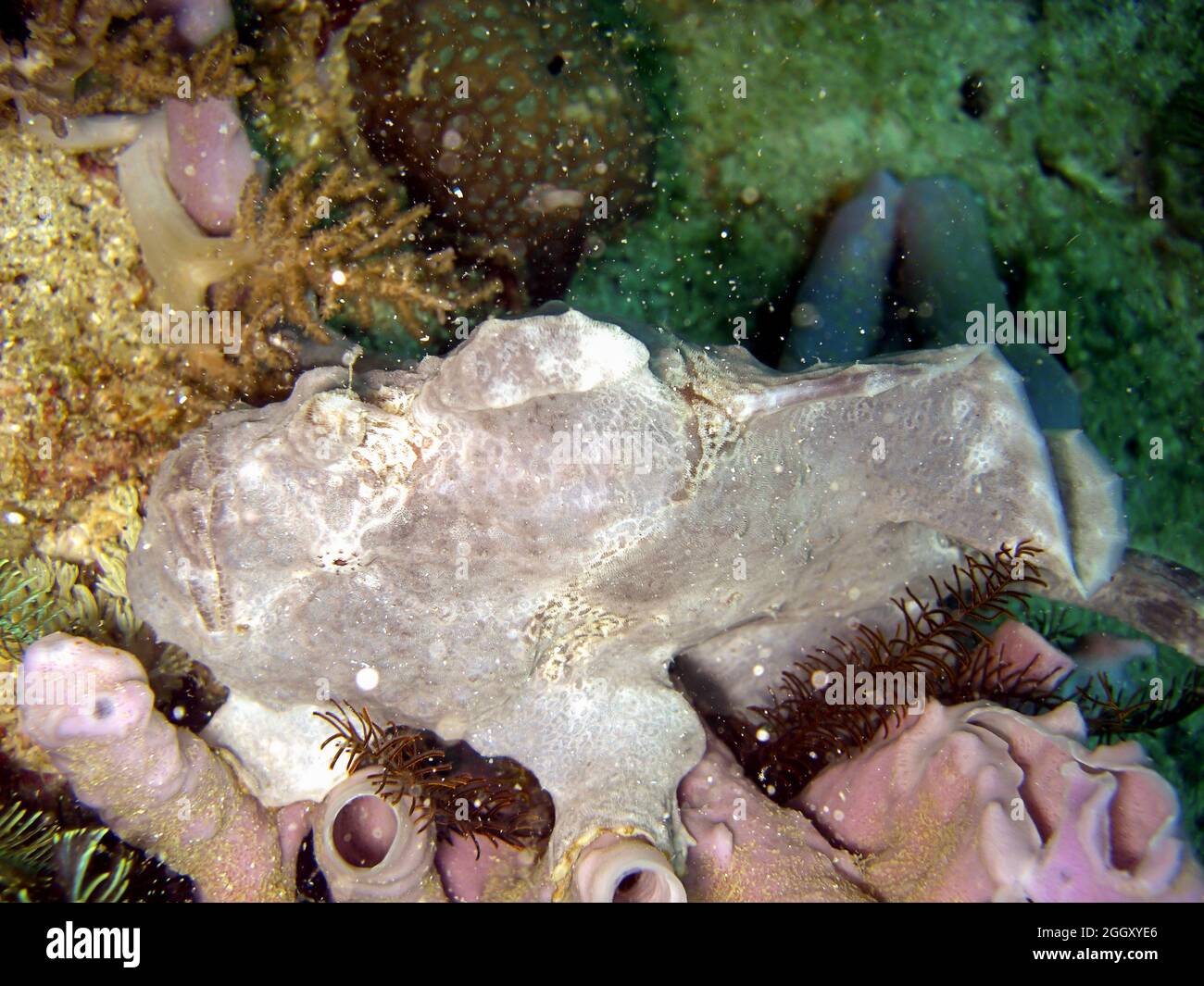 Frogfish (Antennarius) is swimming in the filipino sea 4.2.2012 Stock Photo