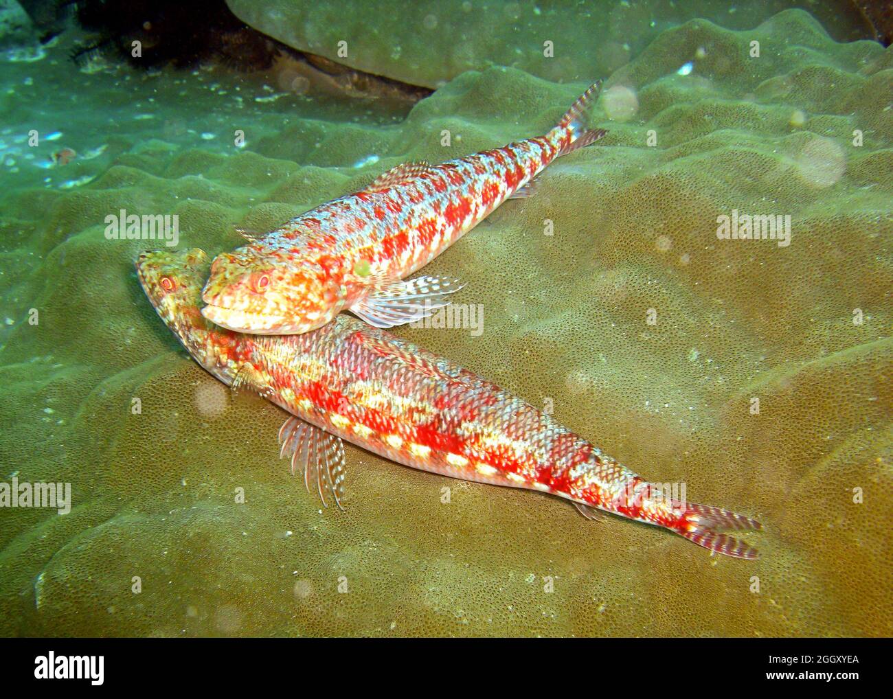 Unknown fish swims in the filipino sea 5.2.2012 Stock Photo