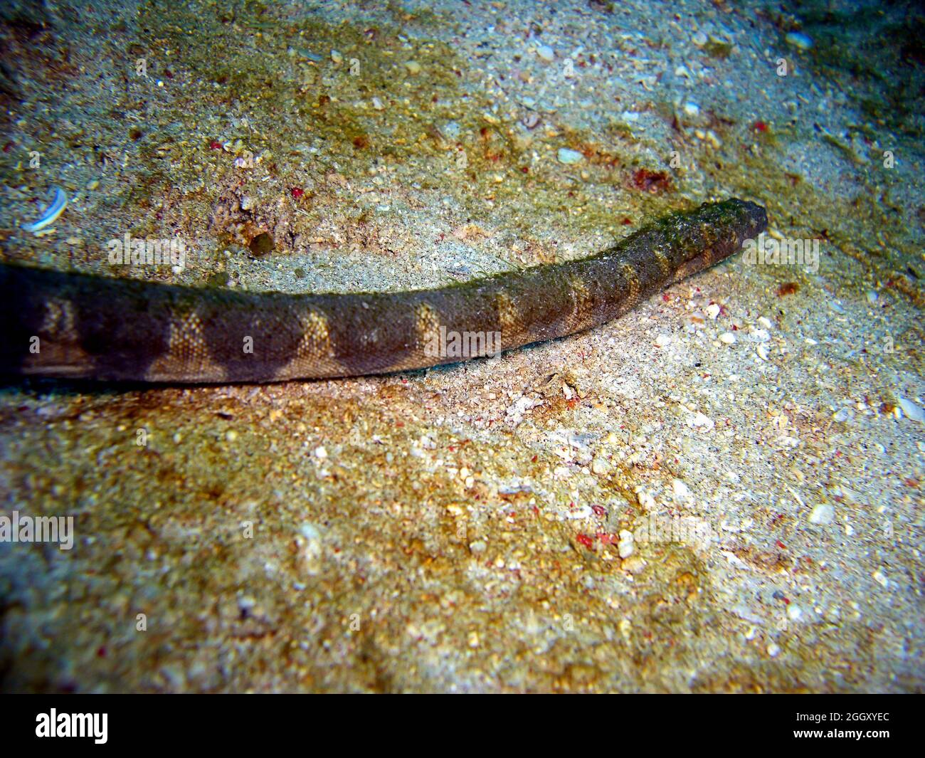 Sea snake on the ground in the filipino sea 15.2.2012 Stock Photo