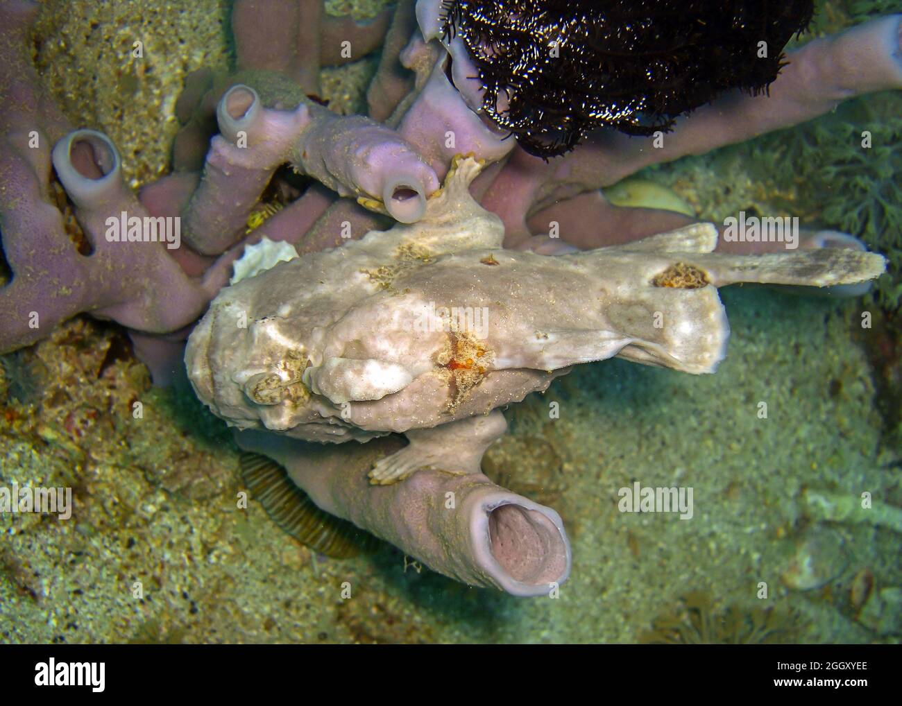 Frogfish (Antennarius) is swimming in the filipino sea 14.1.2012 Stock Photo