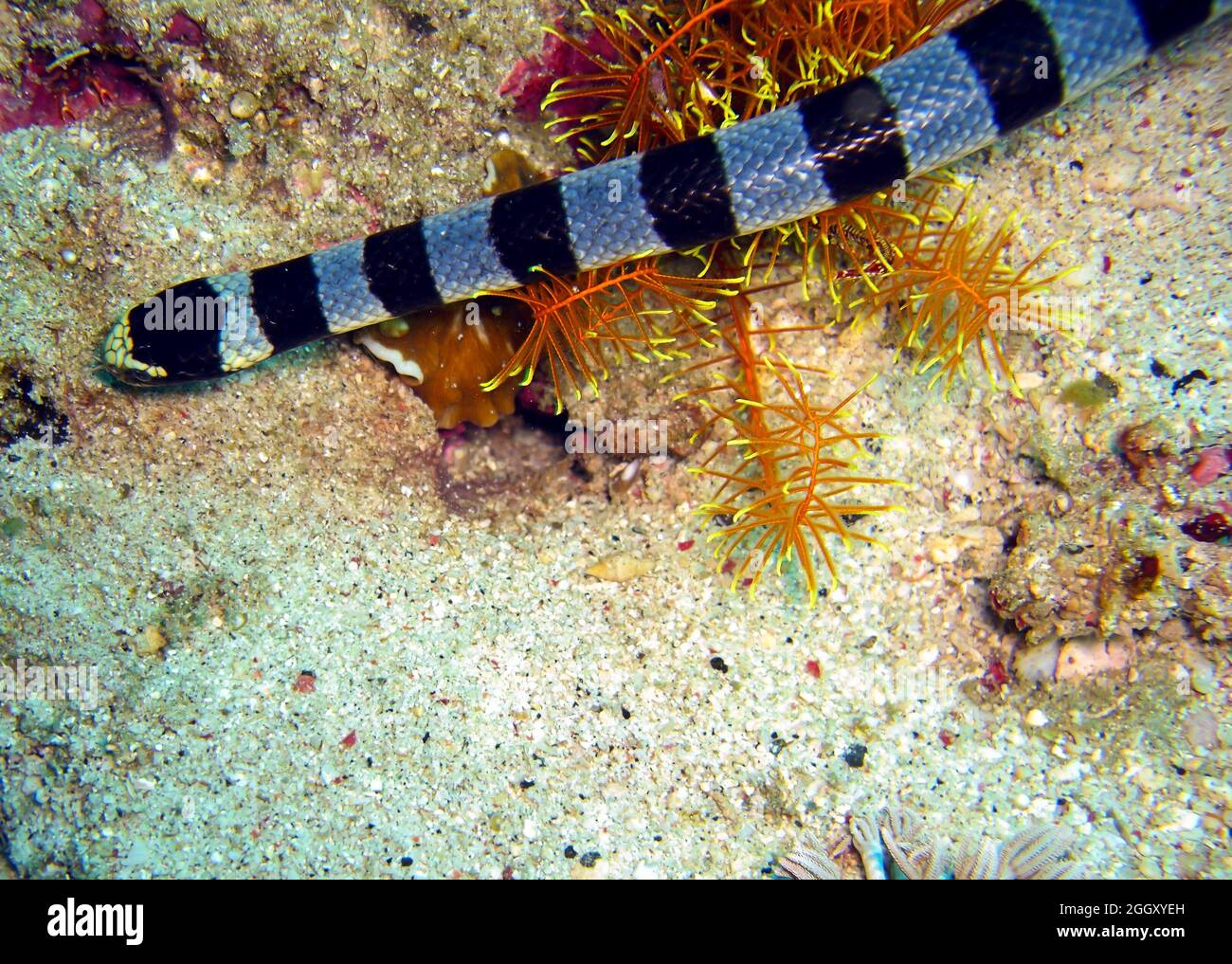 Banded Sea Krait (Laticauda Colubrina) in the filipino sea 15.2.2012 Stock Photo
