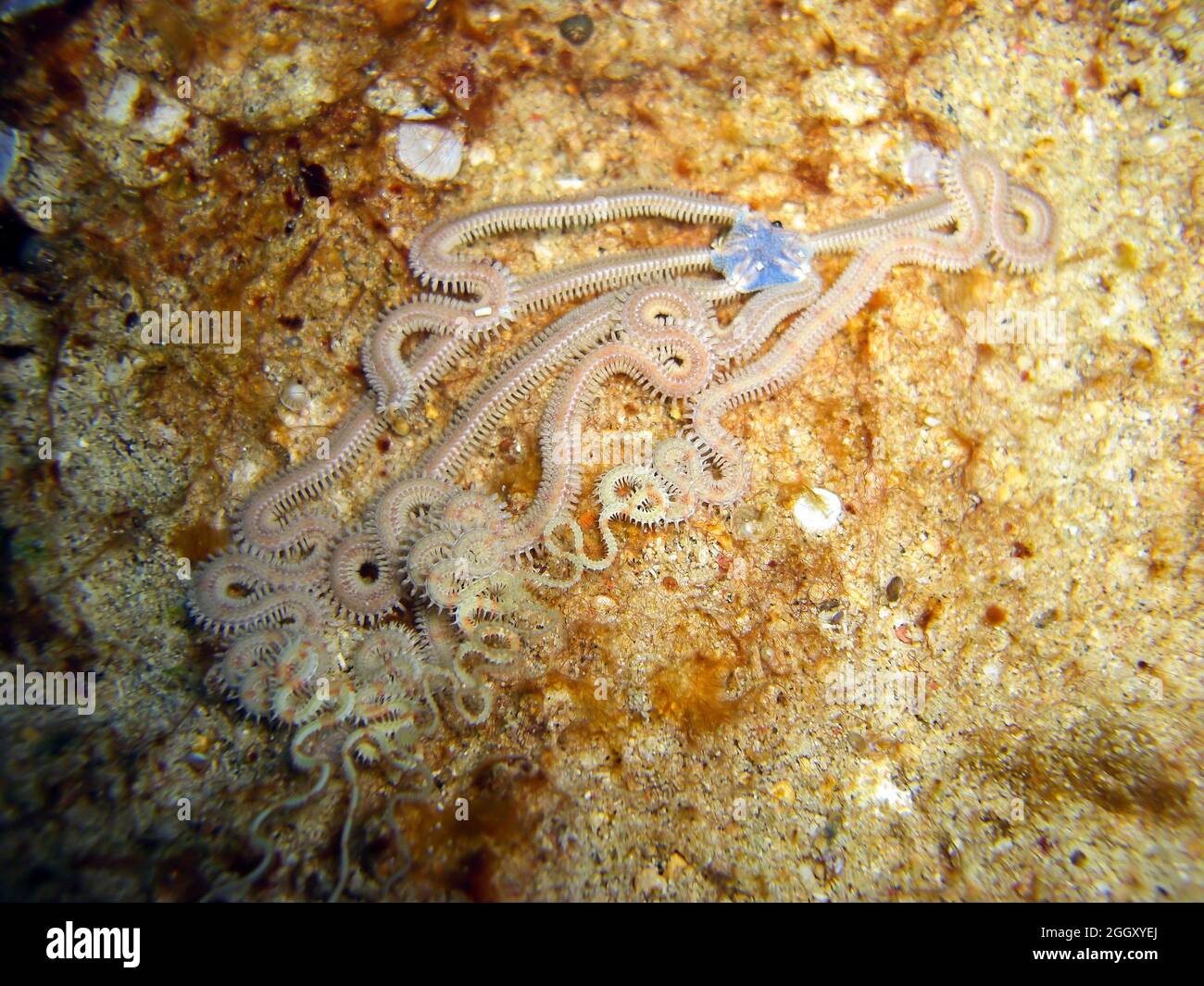 Brittle star on the ground in the filipino sea 4.12.2011 Stock Photo