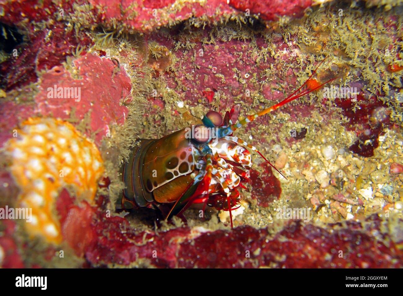 Mantis Shrimp (Odontodactylus Scyllarus) on the ground in the filipino sea 30.12.2011 Stock Photo