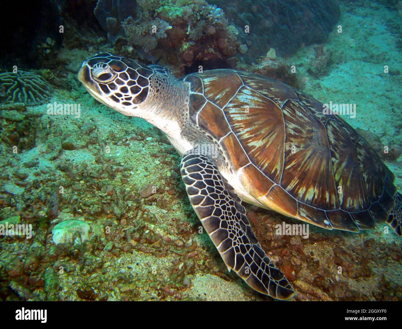 Sea Turtle (Chelonia) is swimming in the filipino sea 10.2.2012 Stock Photo