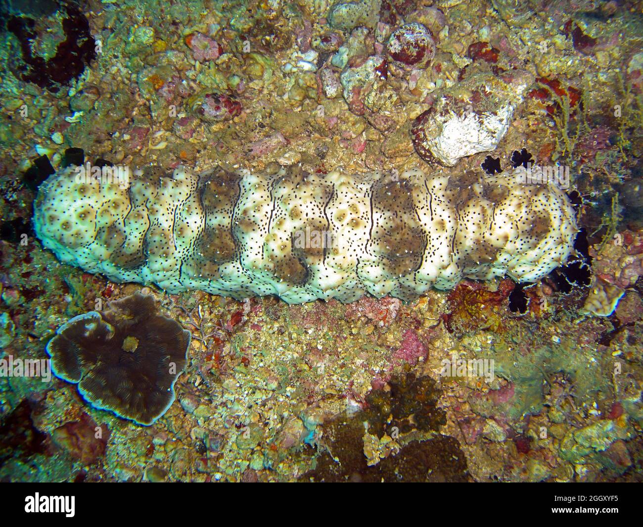 Graeffe sea cucumber (Pearsonothuria Graeffei) on the ground in the filipino sea 3.1.2012 Stock Photo