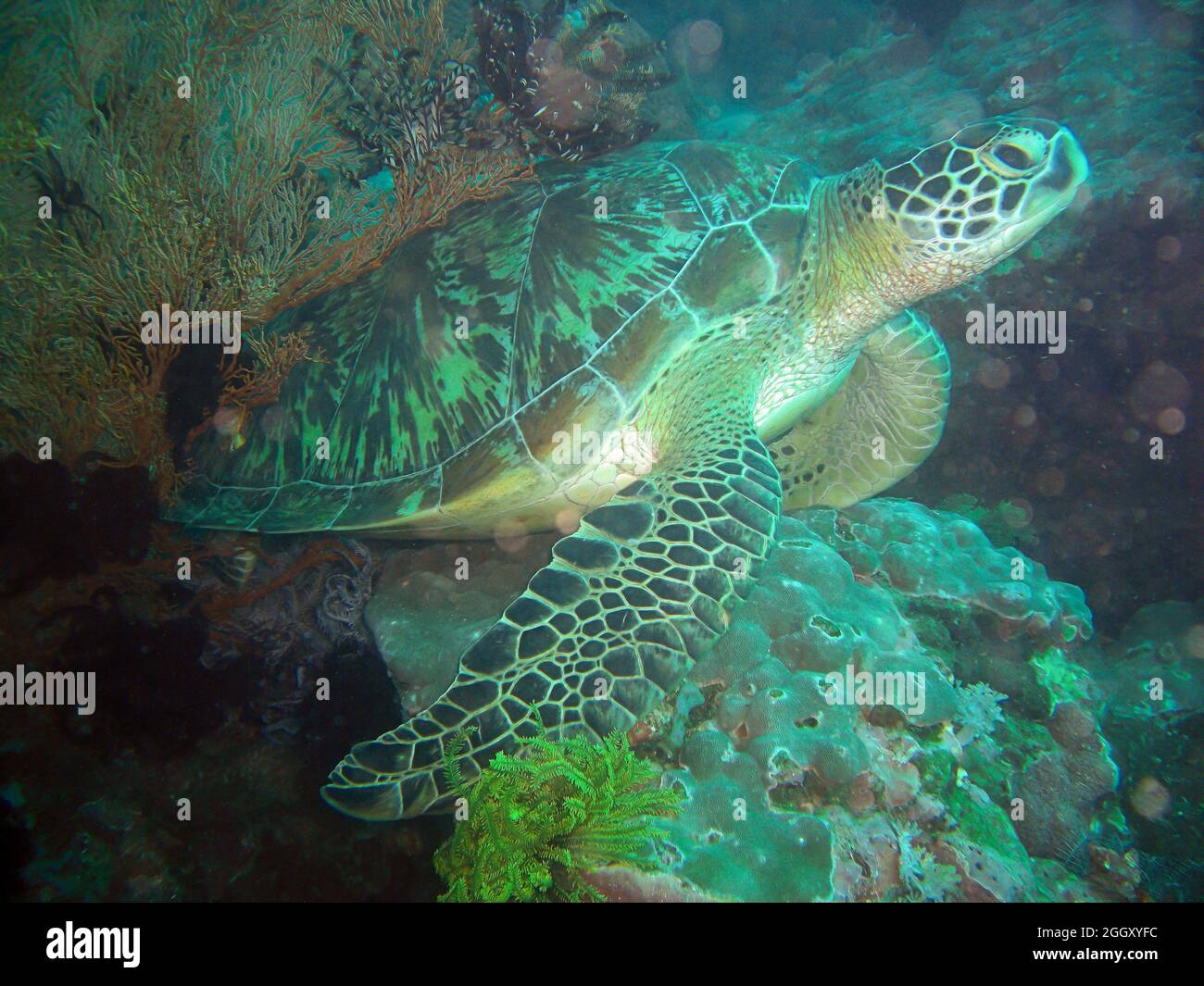 Sea Turtle (Chelonia) is swimming in the filipino sea 5.2.2012 Stock Photo