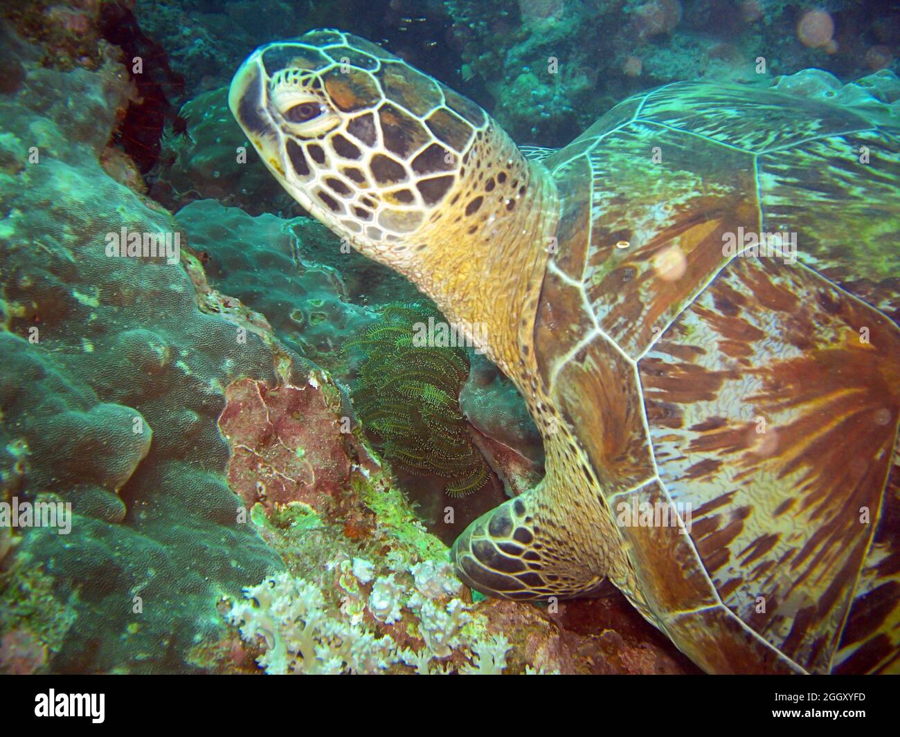 Sea Turtle (Chelonia) is swimming in the filipino sea 5.2.2012 Stock Photo