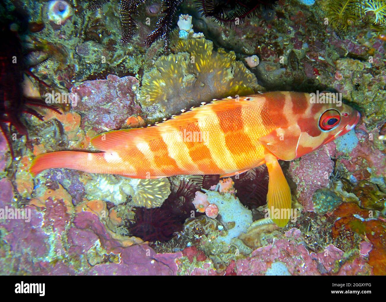 Unknown fish swims in the filipino sea 5.2.2012 Stock Photo