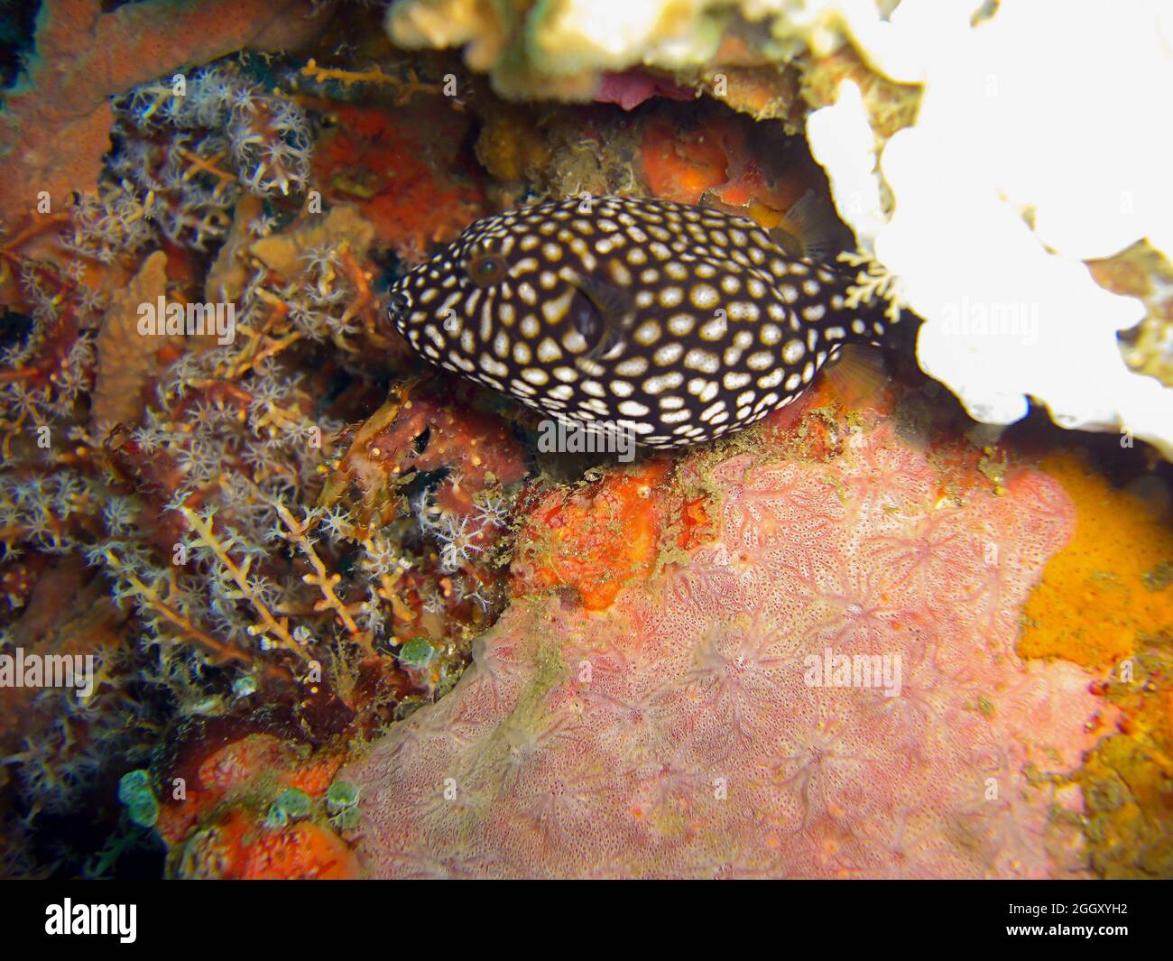 Unknown fish swims in the filipino sea 6.2.2012 Stock Photo
