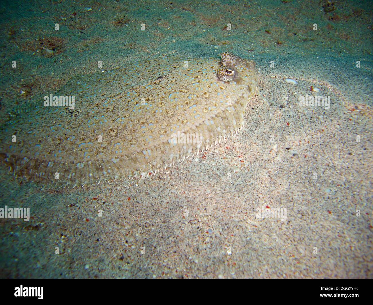 Flounder disappears in the ground in the filipino sea 6.2.2012 Stock Photo