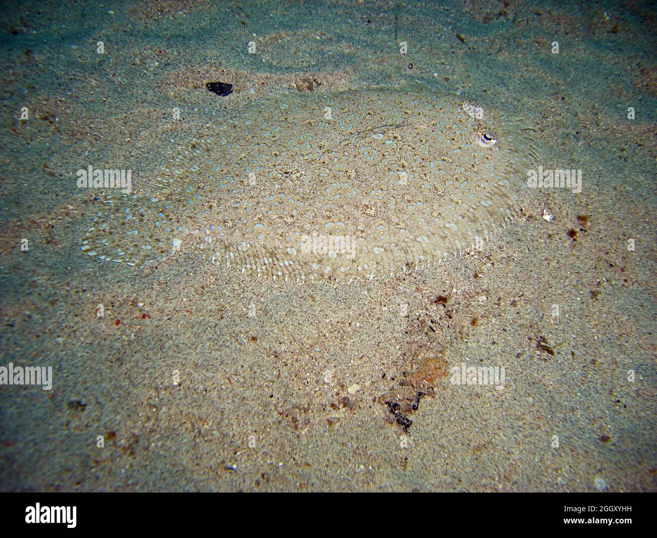 Flounder disappears in the ground in the filipino sea 6.2.2012 Stock Photo