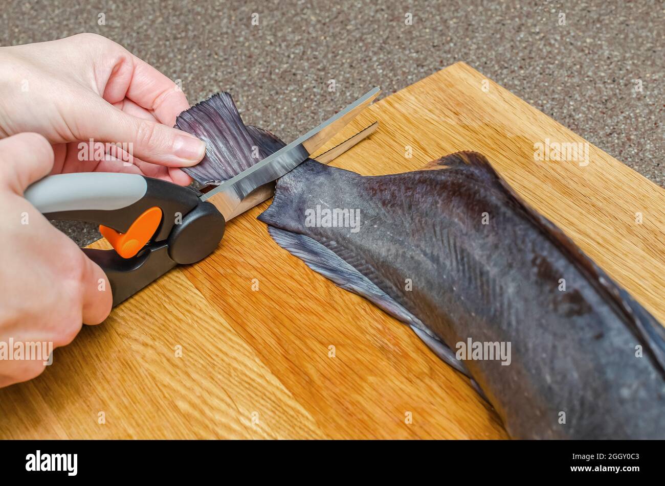 African catfish hires stock photography and images Alamy
