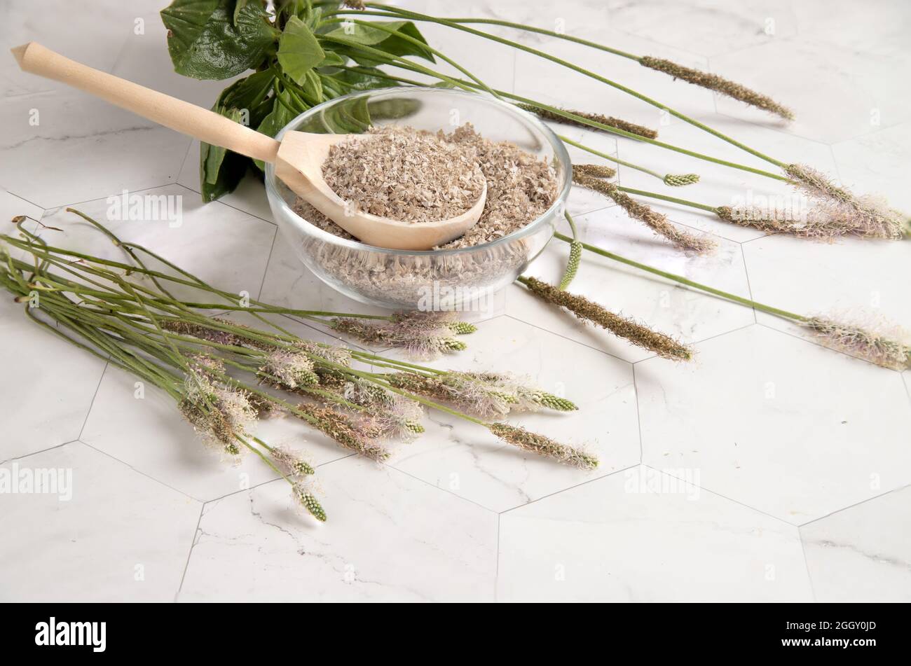Plantain stems and a useful food additive with psyllium psyllium seed husk in a transparent plate on a light table. Stock Photo