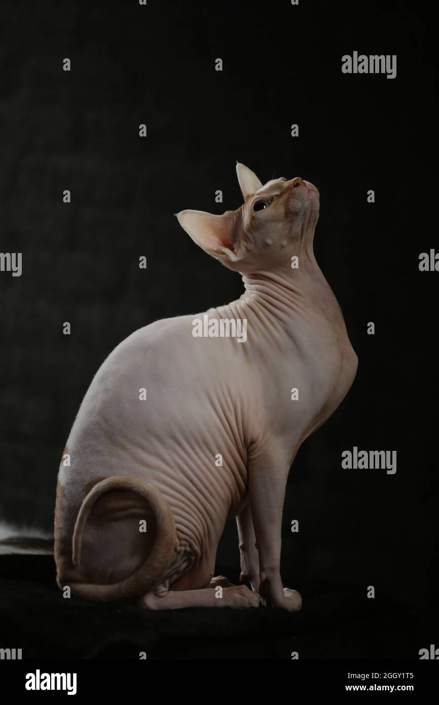 Portrait of a bald cat. The Sphynx cat breed is hairless animals without hair Stock Photo - Alamy Portrait of a bald cat. The Sphynx cat breed is hairless animals without hair Stock Photo - Alamy