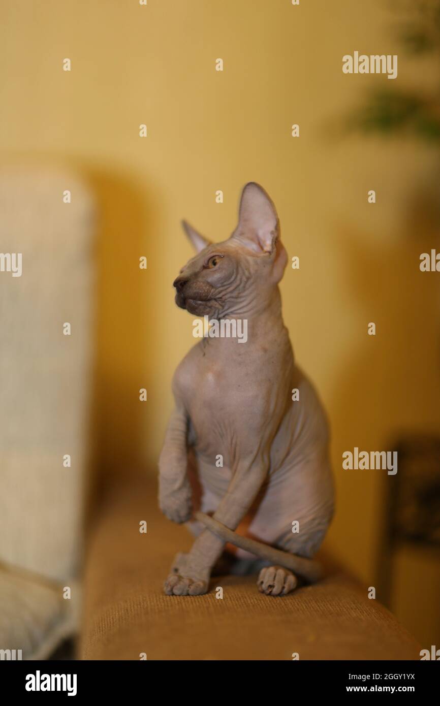 Portrait of a bald cat. The Sphynx cat breed is hairless animals without  hair Stock Photo - Alamy