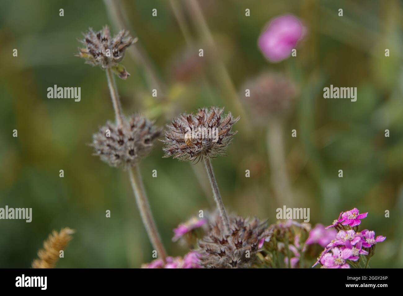 close up of pink yarrow (Achillea millefolium) Stock Photo