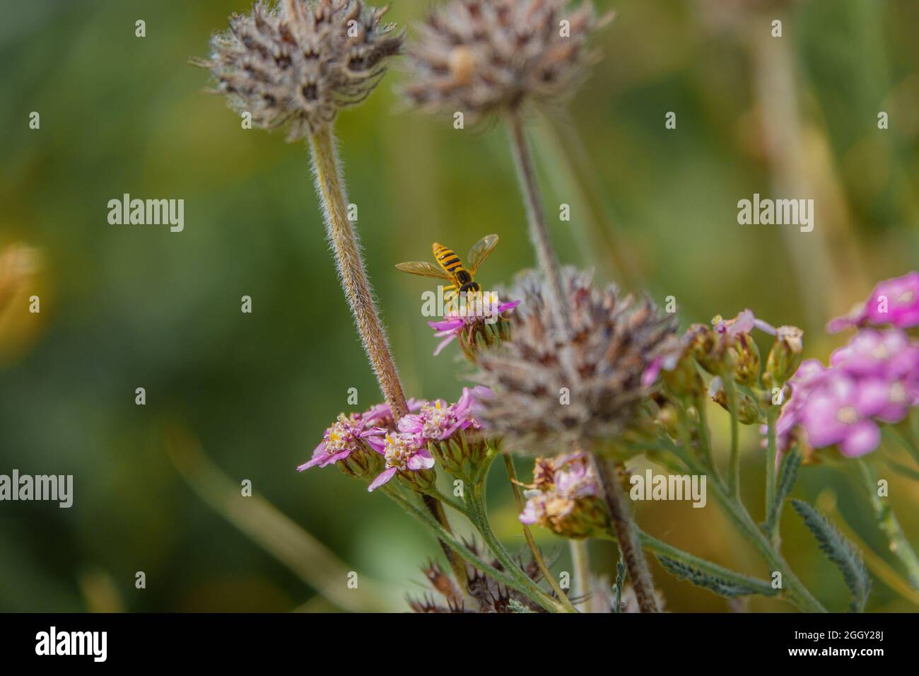 a black and yellow long hoverfly (sphaerophoria scripta) feeding on pink yarrow (Achillea millefolium) Stock Photo