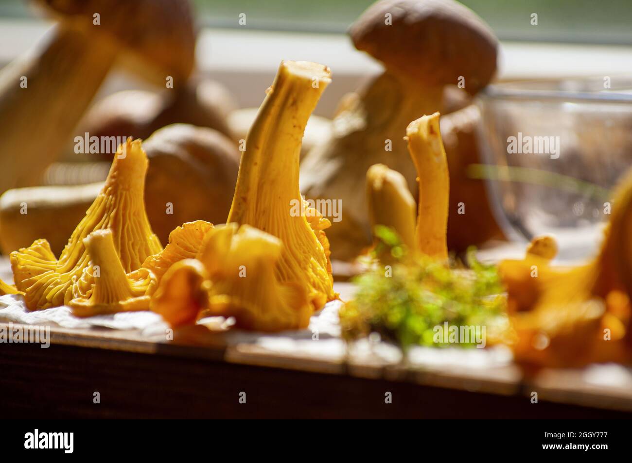 Bright moss and fresh yellow delicious vegetarian chanterelle mushrooms with beautiful texture of its cap on wood on background of other chanterelles and boletus mushrooms, conceptual of autumn season Stock Photo
