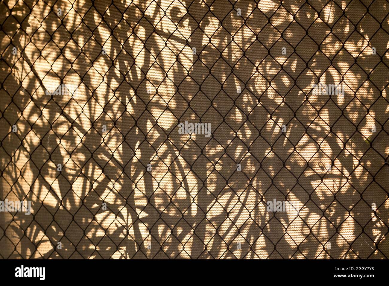 Silhouette of leaves behind a chain link fence casting their shadow on a canvas screen Stock Photo