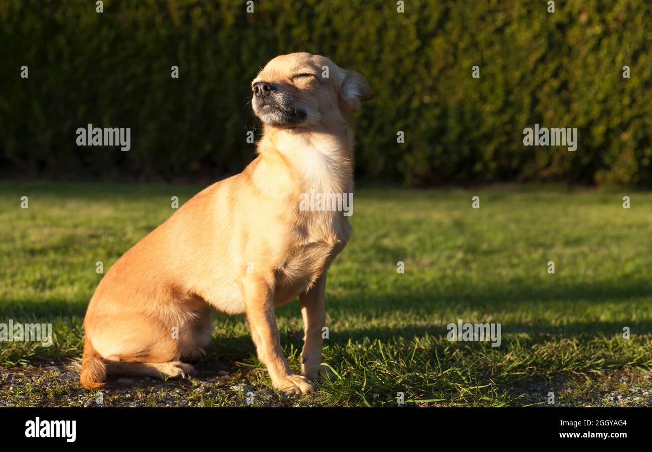 Portrait of mixed breed dog  (Chihuahua Dachshund x) Stock Photo