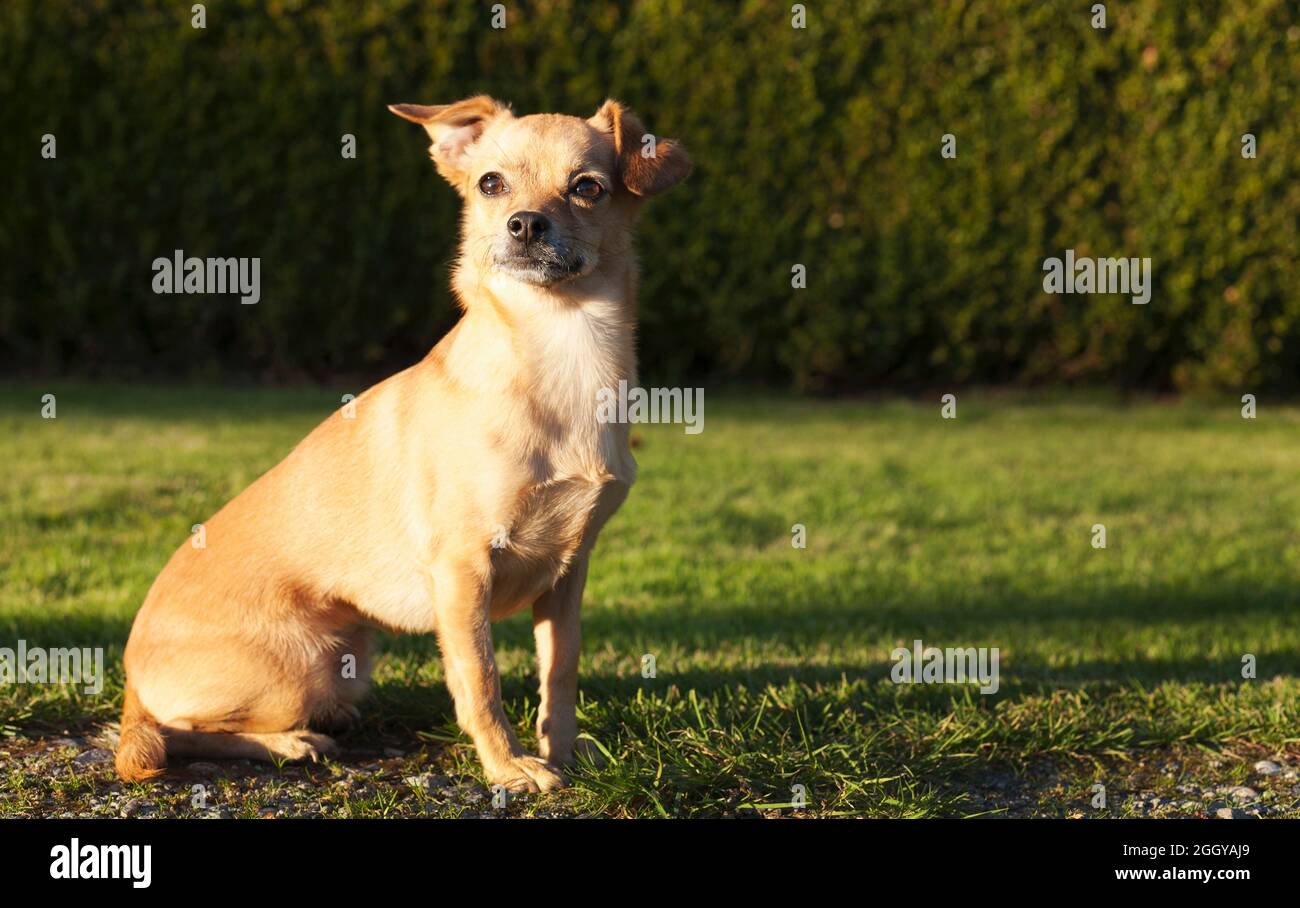 Portrait of mixed breed dog  (Chihuahua Dachshund x) Stock Photo