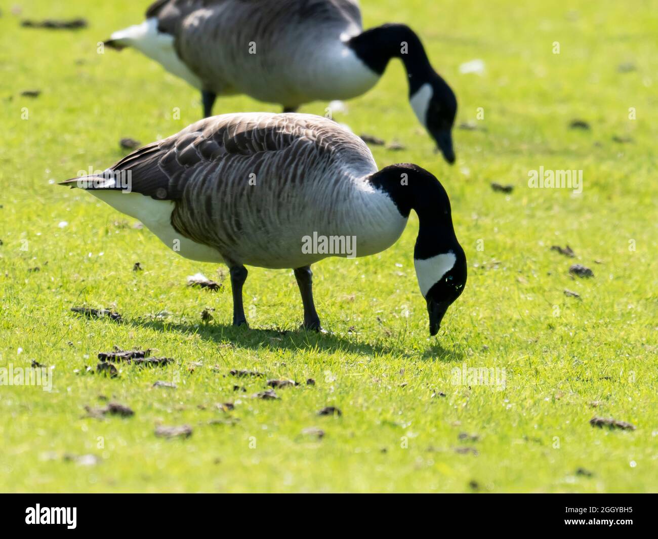 Canada goose bill hi-res stock photography and images - Page 7 - Alamy