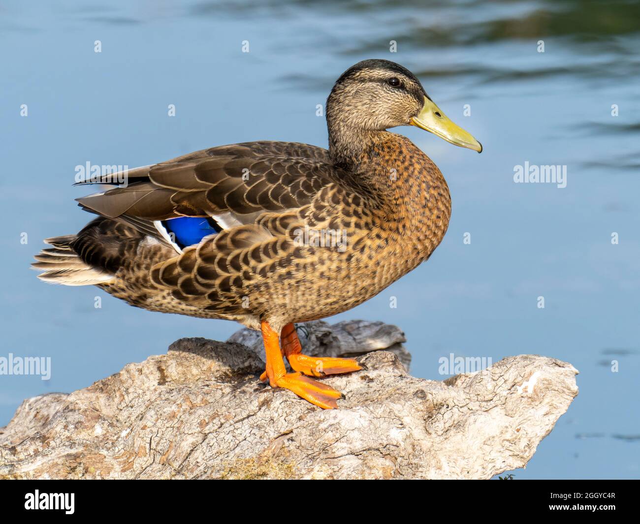 A female Mallard showing off its blue speculum, Ambleside, Lake