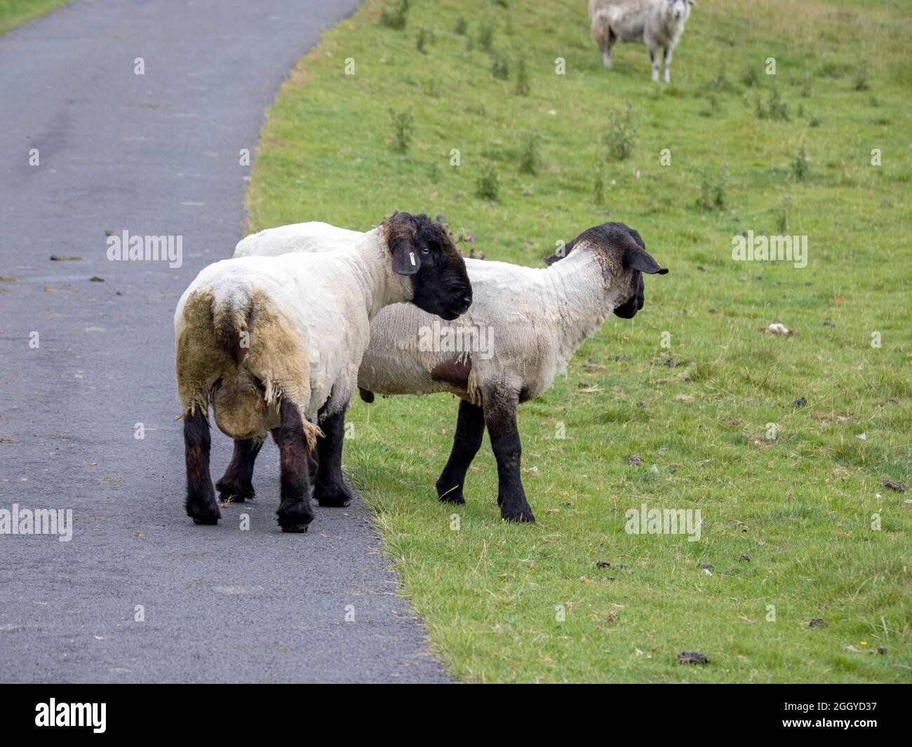 Two tups in Chape le Dale;  Yorkshire Dales, UK. Stock Photo