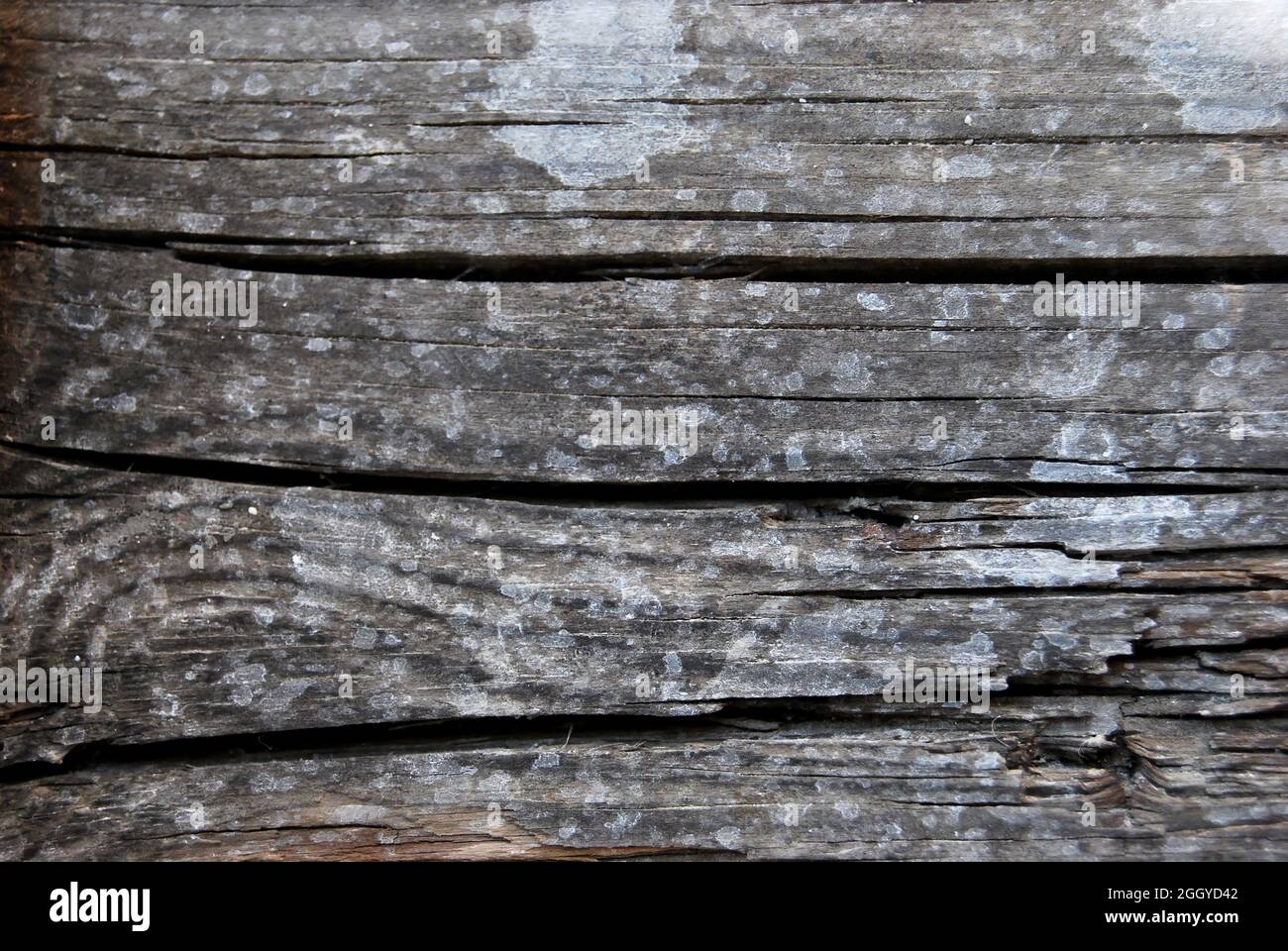 Old wood grain texture. Pine wood old, can be used as background