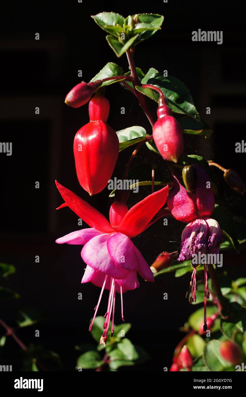 Close up of a red Fuchsia triphylla flower on a bush with dark background Stock Photo