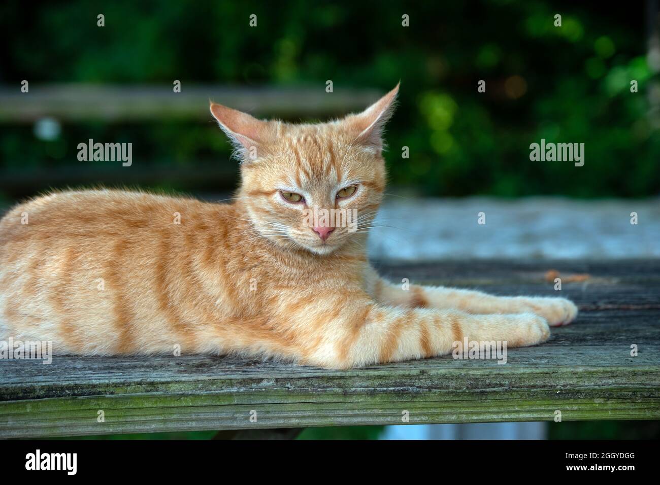 This relaxing tabby domestic cat seems to prefer to be left alone at the moment. He rests comfortably on top of the old picnic table in Missouri. Boke Stock Photo