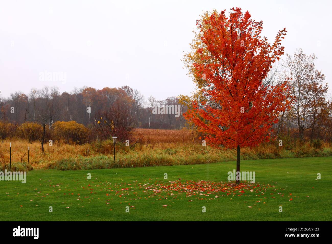Maple tree in fall Minnesota Stock Photo Alamy