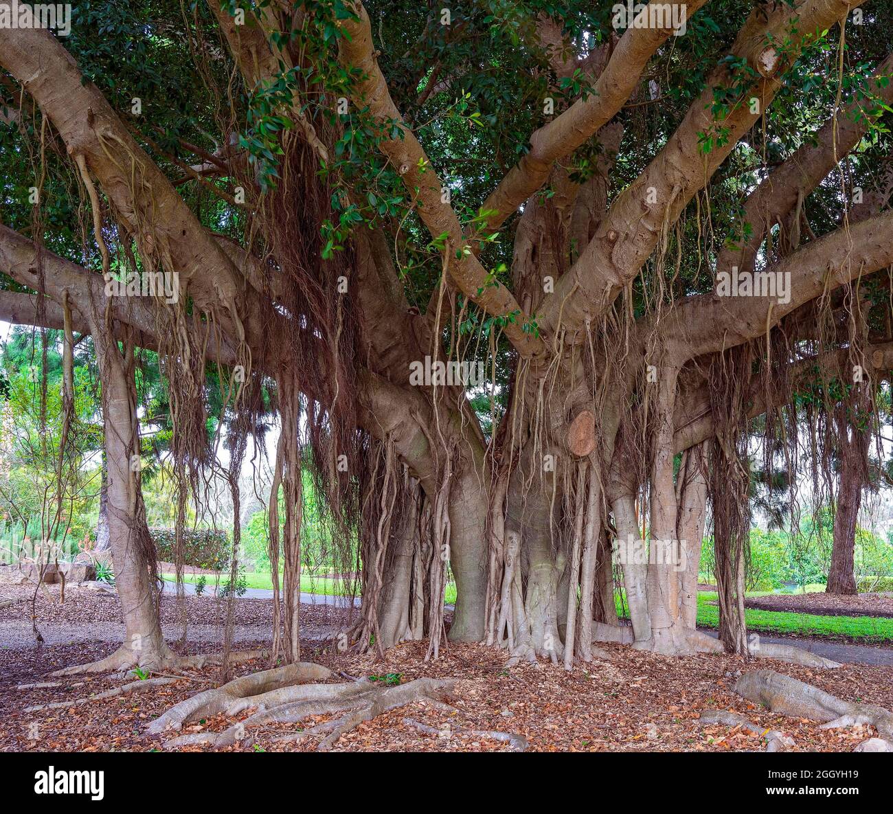 A large old fig tree with draping roots standing tall with green leaves ...