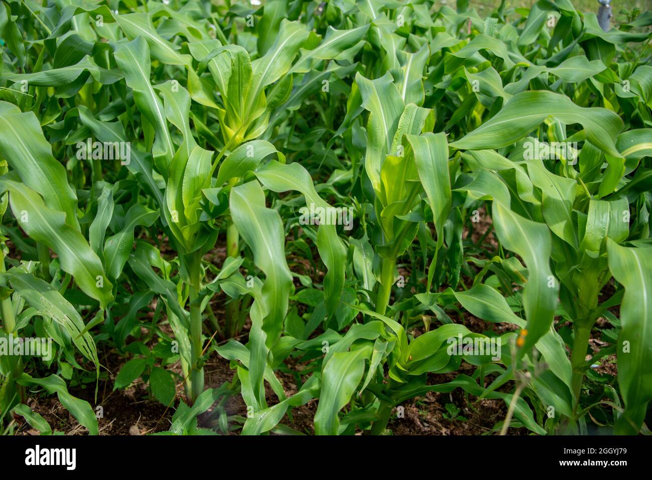 Tall green stalks of organic corn growing in a corn maze field. The