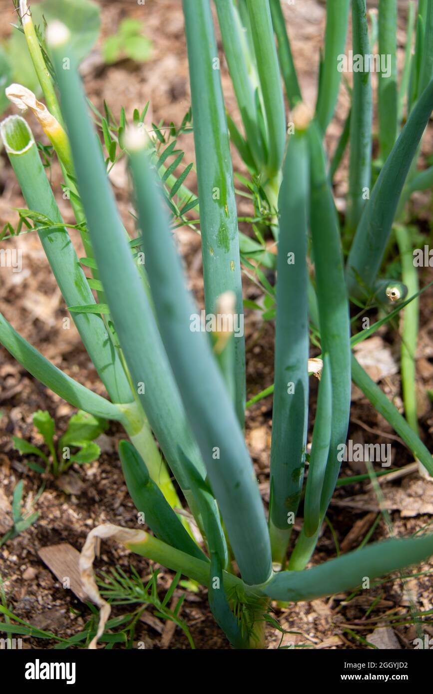 Multiple stalks of green onion growing in organic soil. There are eggshells and bits of organic matter in the ground. Stock Photo