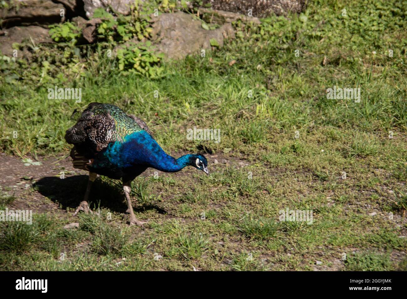 blue peacock rooster struts around Stock Photo
