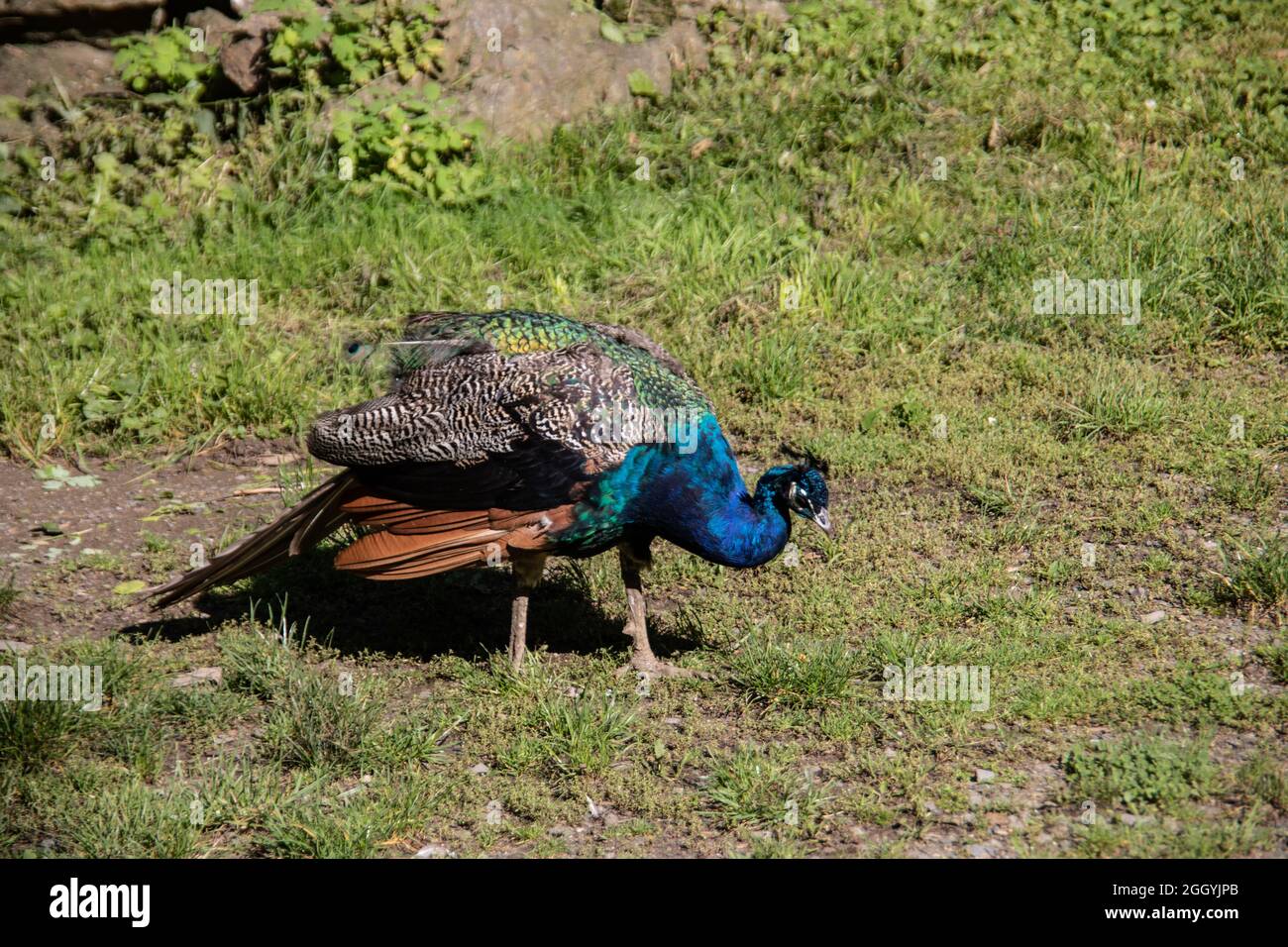 blue peacock rooster struts around Stock Photo