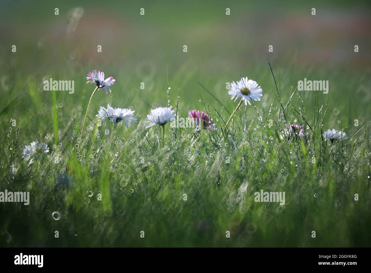 Wild flower. Little flowers on a green meadow spring Stock Photo - Alamy