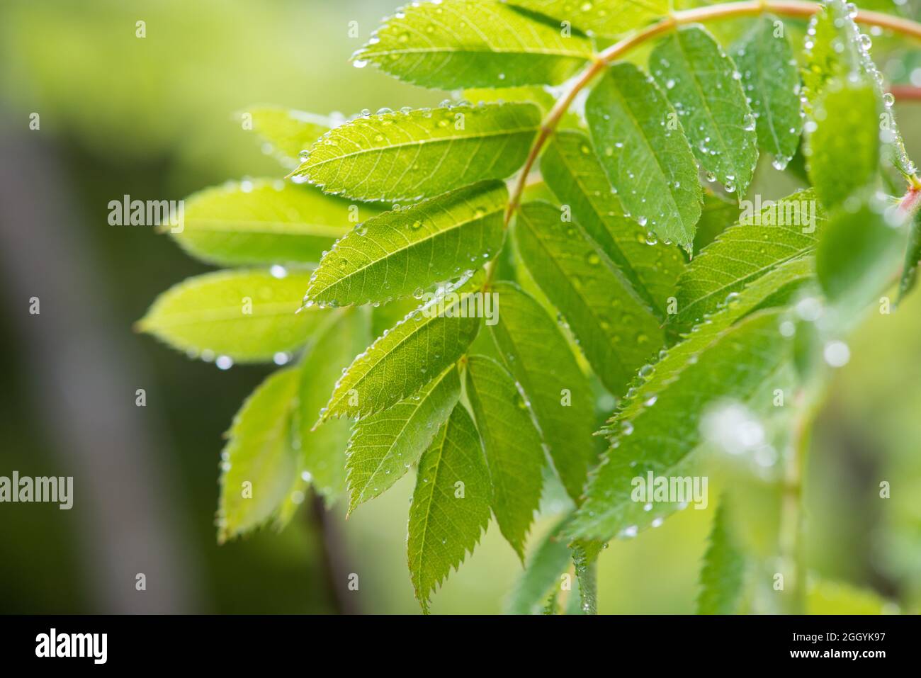 The foliage of a dogberry tree with multiple green leaves hanging from a branch. The sunshine is shedding vibrant rays of light on the leaves. Stock Photo
