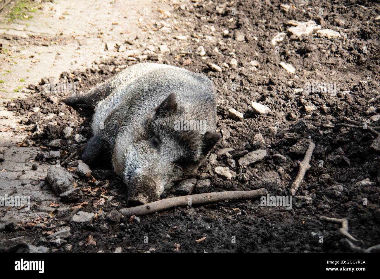 Wild boars roam the forest in search of forage Stock Photo - Alamy