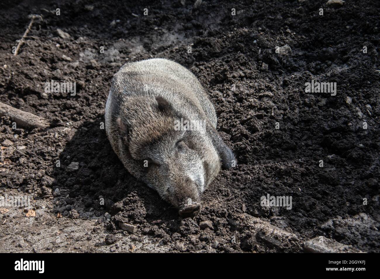 Wild boars roam the forest in search of forage Stock Photo - Alamy