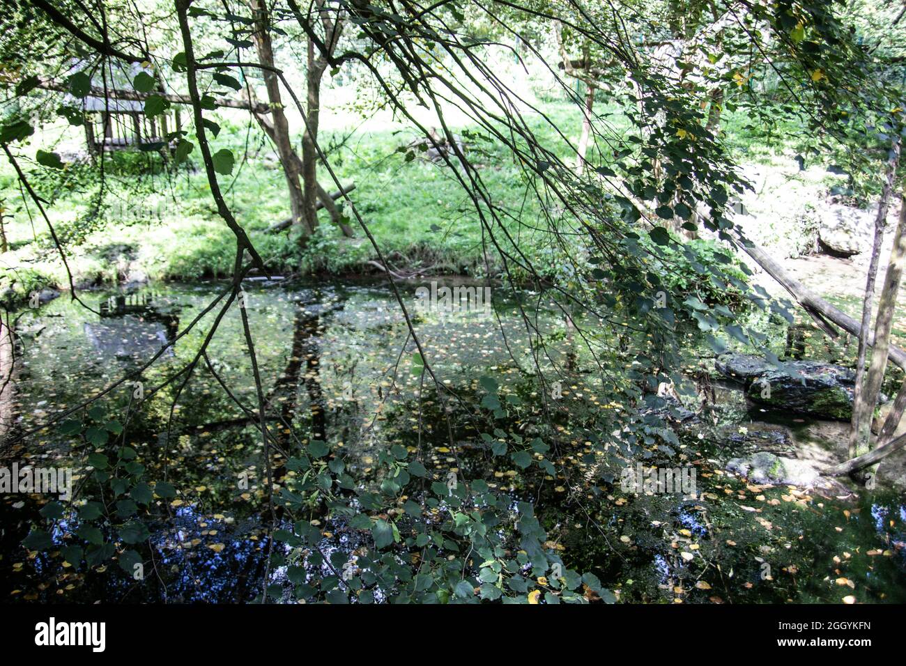 Green swamp trees grass hi-res stock photography and images - Alamy