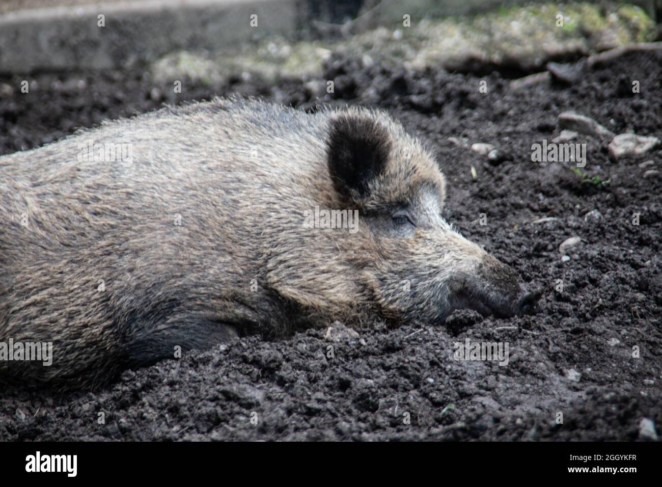 Wild boars roam the forest in search of forage Stock Photo - Alamy