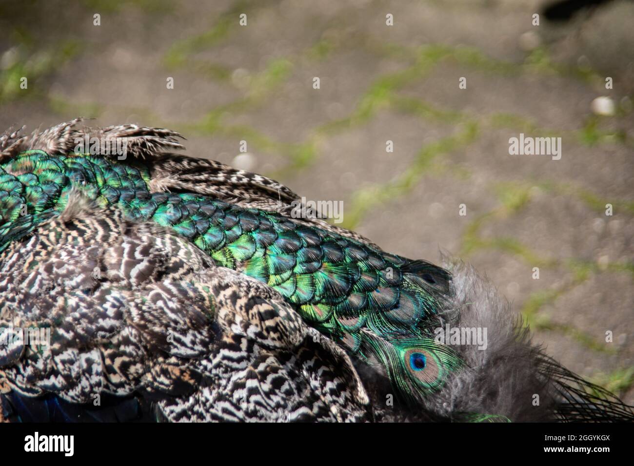 blue peacock rooster struts around Stock Photo