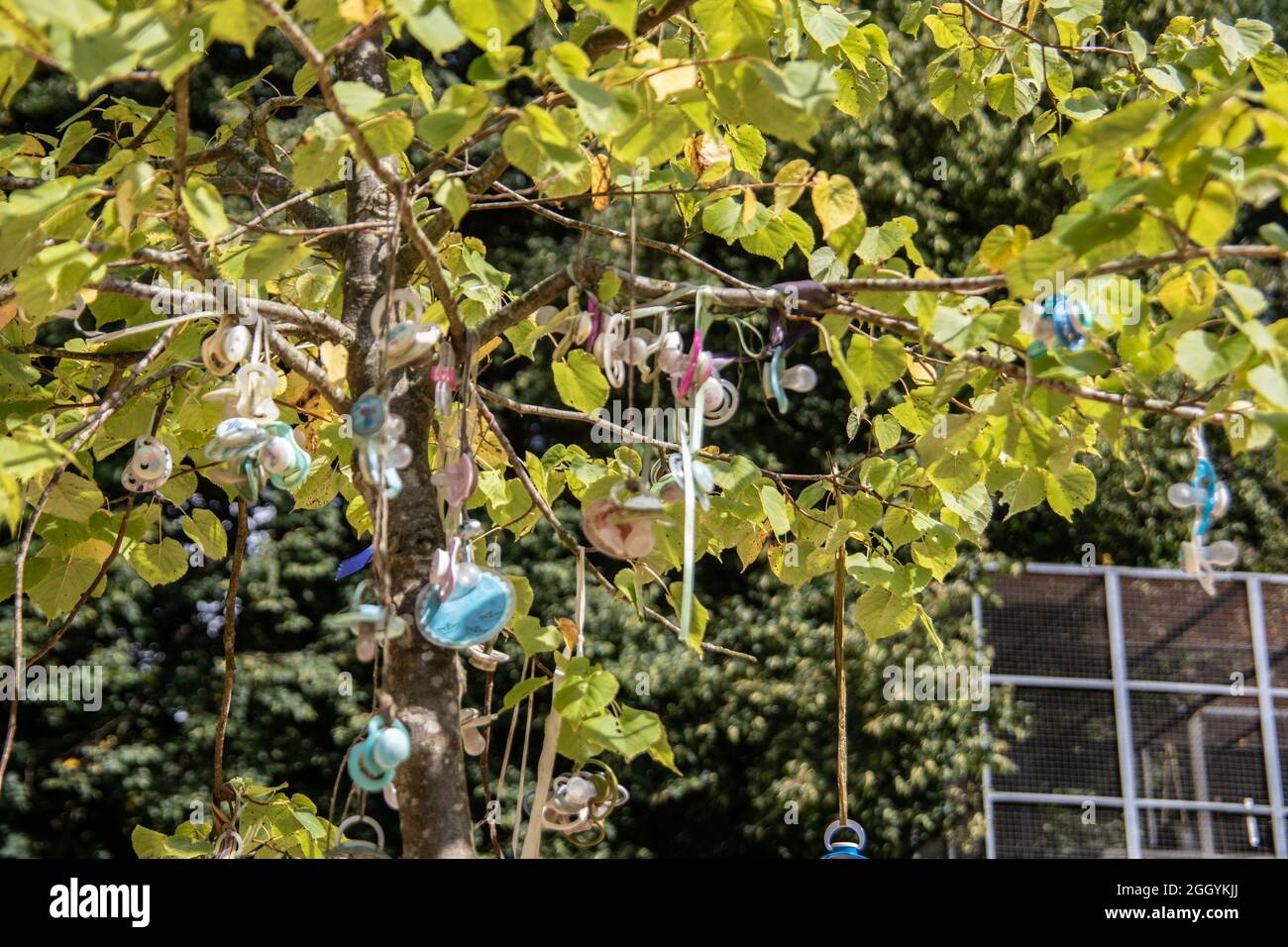 Plant Pacifiers Pacifiers hi-res stock photography and images - Alamy
