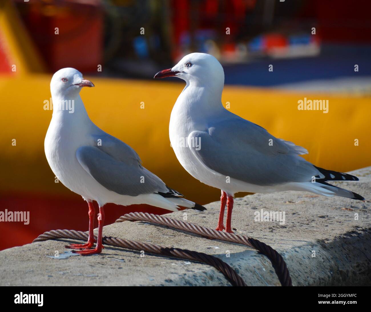 Two silver gull birds or seagulls with red beaks and legs standing on a stone dock near Salamanca Wharf in Hobart Stock Photo