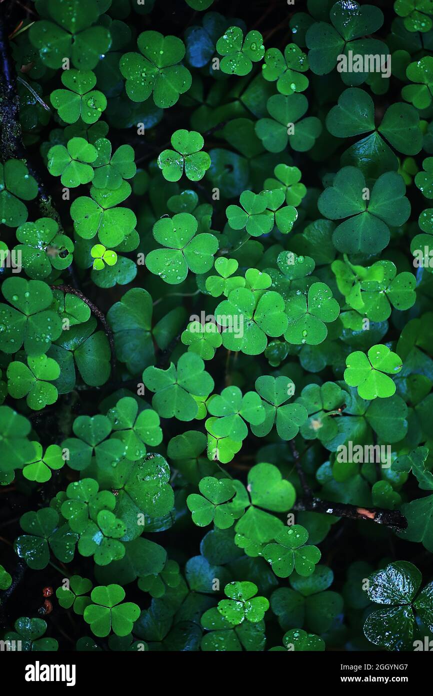 Background From Plant Clover Four Leaf Irish Traditional Symbol St Patrick Day Stock Photo Alamy