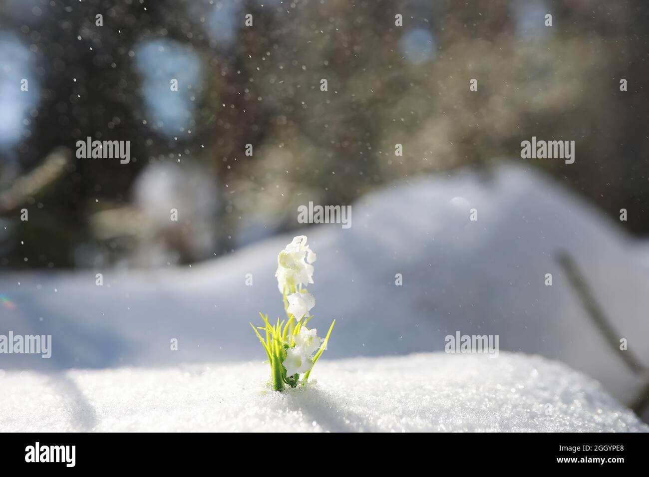 The first spring flower. Snowdrop in the forest. Spring sunny day in ...