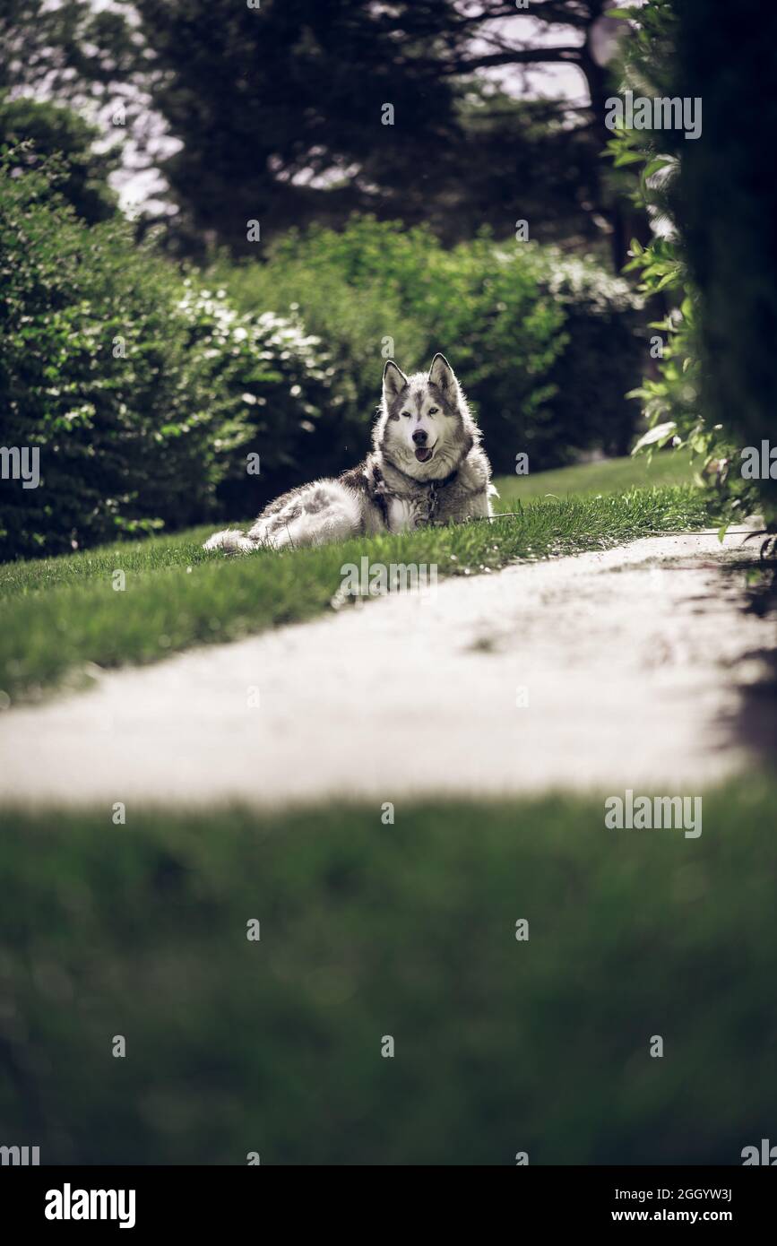 Portrait of a Husky dog laying on a grass Stock Photo