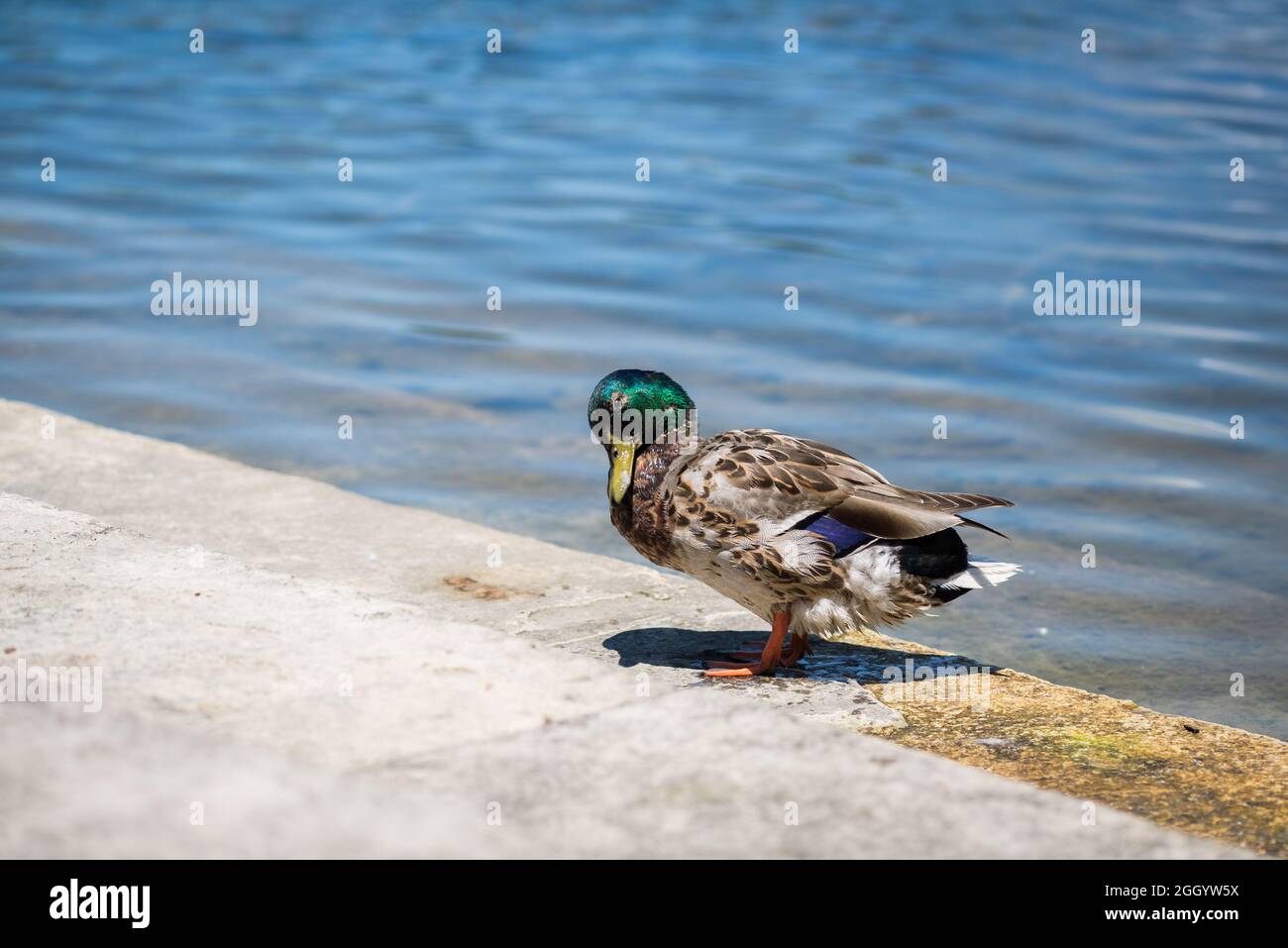 Portrait of a male Mallard Duck standing on a concrete platform on a shoreline of a pond Stock Photo